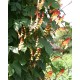 Seminte IPOMOEA lobata- Mina lobata -Zorele Drapel spaniol