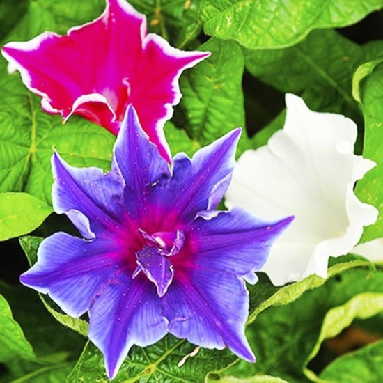 Seminte IPOMOEA nil-Morning Glory- Kikyo-Zaki Mixed -Zorele japoneze Seminte IPOMOEA nil-Morning Glory- Kikyo-Zaki Mixed -Zorele japoneze