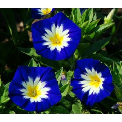 Seminte IPOMOEA tricolor-Convolvulus- Blue Ensign -Zorele pitice