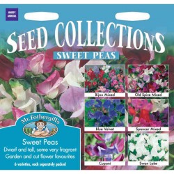 Seminte LATHYRUS odoratus-Sweet Peas- Collection -Sangele voinicului
