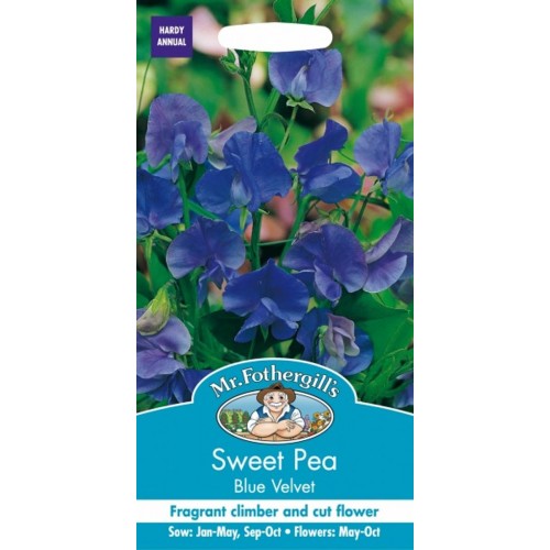 Seminte LATHYRUS odoratus-Sweet Pea- Blue Velvet-Sangele voinicului de floare taiata