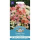 Seminte LATHYRUS odoratus-Sweet Pea- Frills & Blushes -Sangele voinicului de floare taiata Seminte LATHYRUS odoratus-Sweet Pea- Frills & Blushes -Sangele voinicului de floare taiata