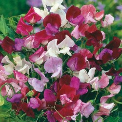Seminte LATHYRUS odoratus-Sweet Pea- Heritage Mix -Sangele voinicului