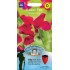 Seminte LATHYRUS odoratus-Sweet Pea- Scarlet Tunic -Sangele voinicului de floare taiata