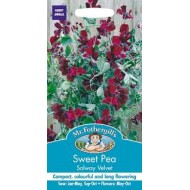 Seminte LATHYRUS odoratus-Sweet Pea- Solway Velvet -Sangele voinicului de floare taiata
