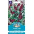 Seminte LATHYRUS odoratus-Sweet Pea- Solway Velvet -Sangele voinicului de floare taiata