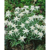 Seminte LEONTOPODIUM alpinum - Everest -Floare de Colt