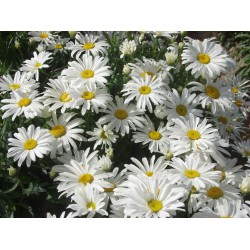 Seminte LEUCANTHEMUM chrysanthemum- White Breeze -Margarete pitice