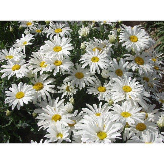 Seminte LEUCANTHEMUM chrysanthemum- White Breeze -Margarete pitice Seminte LEUCANTHEMUM chrysanthemum- White Breeze -Margarete pitice