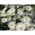 Seminte LEUCANTHEMUM chrysanthemum- White Breeze -Margarete pitice