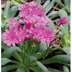 Seminte LEWISIA cotyledon- ELISE Ultra Violet -Planta de stancarie
