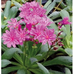 Seminte LEWISIA cotyledon- ELISE Ultra Violet -Planta de stancarie