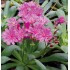 Seminte LEWISIA cotyledon- ELISE Ultra Violet -Planta de stancarie