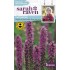 Seminte LIATRIS spicata- Stea stralucitoare