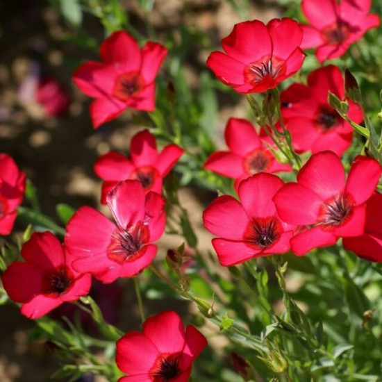 Seminte LINUM grandiflorum-Flax- Scarlet -In rosu Seminte LINUM grandiflorum-Flax- Scarlet -In rosu