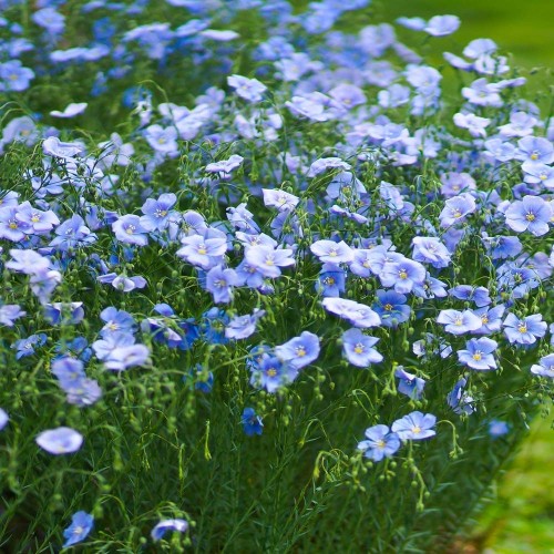 Seminte LINUM perenne-Perennial flax- Blue-In peren