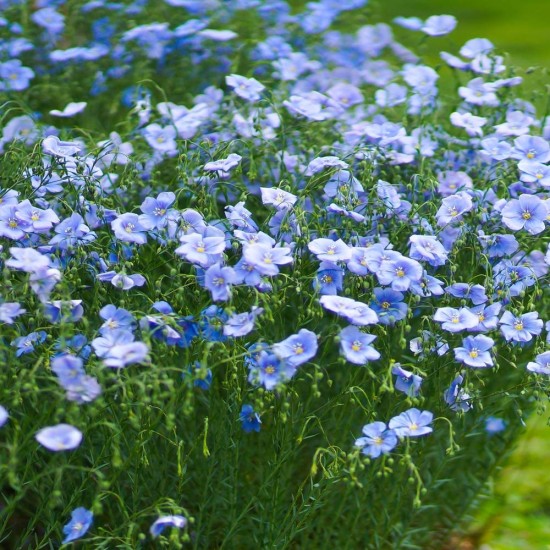 Seminte LINUM perenne-Perennial flax- Blue -In peren Seminte LINUM perenne-Perennial flax- Blue -In peren