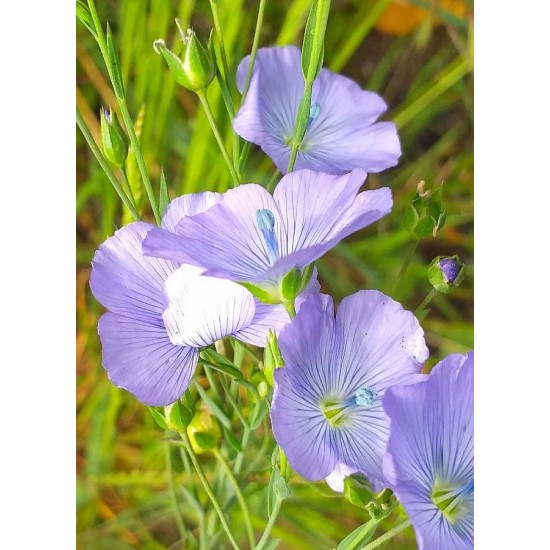 Seminte LINUM usitatissimum-Flax- Blue ORG -In decorativ