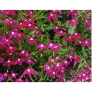 Seminte LOBELIA erinus- Crimson Fountain -Lobelia curgatoare