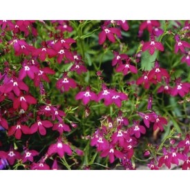 Seminte LOBELIA erinus- Crimson Fountain -Lobelia curgatoare
