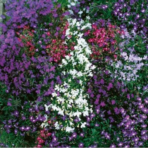 Seminte LOBELIA erinus- String of Pearls -Lobelia pitica