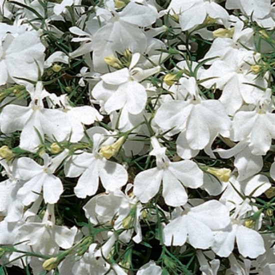 Seminte LOBELIA erinus- White Fountain -Lobelia curgatoare