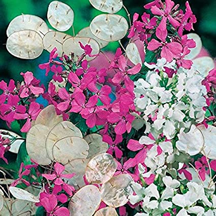 Seminte LUNARIA annua-Honesty- Purple and White Mixed -Pana zburatorului, Argintii lui Iuda