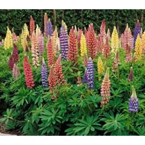 Seminte LUPINUS polyphyllus-Lupin- Minarette Dwarf Mixed -Cafeluta