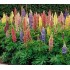 Seminte LUPINUS polyphyllus-Lupin- Minarette Dwarf Mixed -Cafeluta