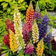 Seminte LUPINUS polyphyllus-Lupin- Russel's Mixed -Cafeluta