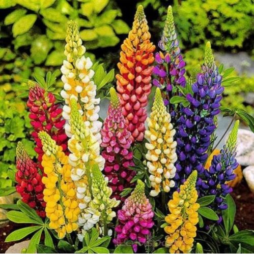 Seminte LUPINUS polyphyllus-Lupin- Russel's Mixed -Cafeluta