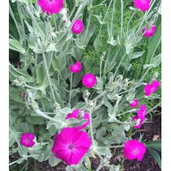 Seminte LYCHNIS coronaria- Rose Campion -Coronita