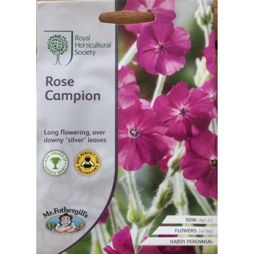 Seminte LYCHNIS coronaria- Rose Campion -Coronita