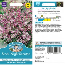 Seminte MATTHIOLA longipetala-Stock- Night-Scented - Mixandre parfumate, de noapte