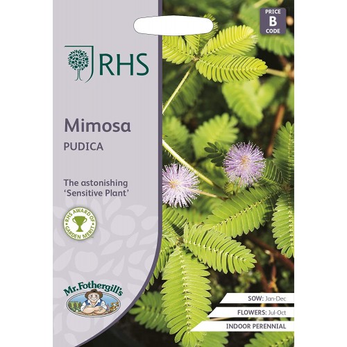 Seminte MIMOSA pudica Sensitive Plant -Planta sensitiva