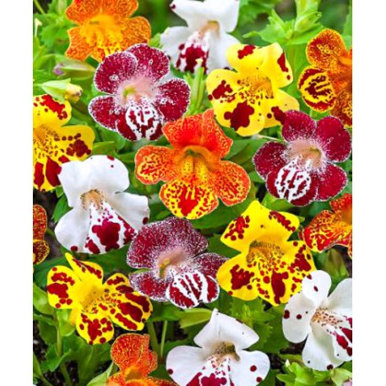 Seminte MIMULUS tigrinus- Mixed -Mimulus