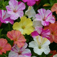 Seminte MIRABILIS jalapa-Four-o-Clock- Striped Mixed -Noptita, Barba imparatului
