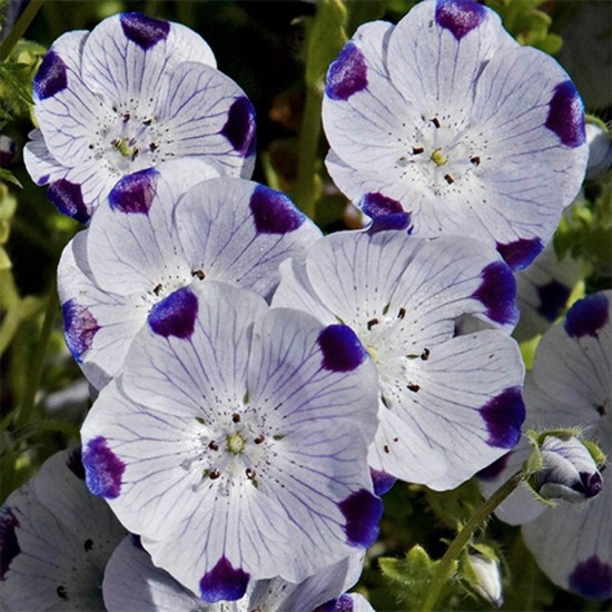 Seminte NEMOPHILA maculata- Five Spot -Nemofila -cinci pete