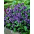 Seminte NEPETA subsessilis- Blue Panther -Catnip, Menta pisicii