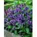 Seminte NEPETA subsessilis- Blue Panther -Catnip, Menta pisicii