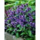 Seminte NEPETA subsessilis- Blue Panther -Catnip, Menta pisicii