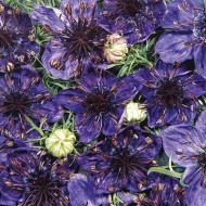 Seminte NIGELLA papillosa- Midnight -Negrilica, Barba Imparatului
