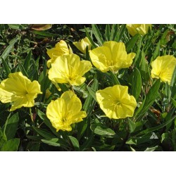 Seminte OENOTHERA missouriensis-Evening Primrose- Yellow -Primula de seara (Luminite)