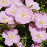 Seminte OENOTHERA speciosa-Evening Primrose- Silky Orchid -Primula de seara