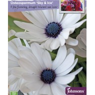 Seminte OSTEOSPERMUM ecklonis- Sky & Ice -Margarete africane