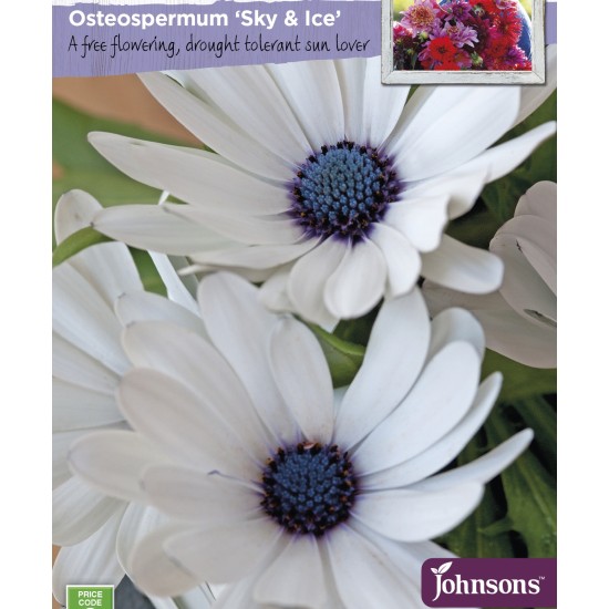 Seminte OSTEOSPERMUM ecklonis- Sky & Ice -Margarete africane
