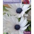 Seminte OSTEOSPERMUM ecklonis- Sky & Ice -Margarete africane