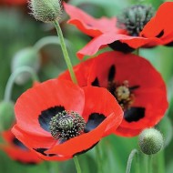 Seminte PAPAVER commutatum-Poppy- Ladybird -Mac anual