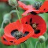 Seminte PAPAVER commutatum-Poppy- Ladybird -Mac anual