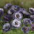 Seminte PAPAVER rhoeas-Poppy- Amazing Grey -Mac anual